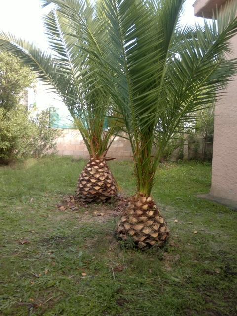 Il Fenicottero Rosa Villa Olbia Buitenkant foto