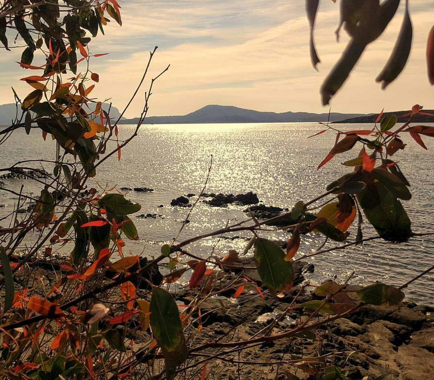 Il Fenicottero Rosa Villa Olbia Buitenkant foto